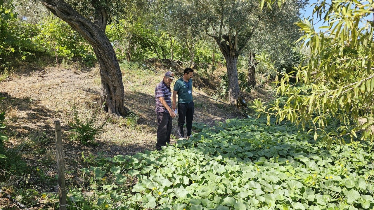 Bodrum’da zeytin hasadı başladı
