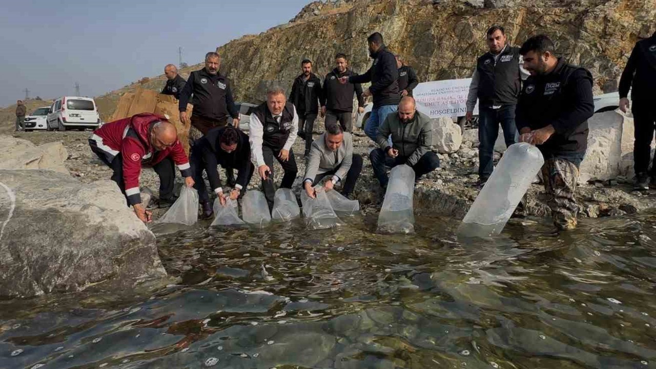 Karakaya Baraj Gölü’ne 420 bin yavru balık bırakıldı
