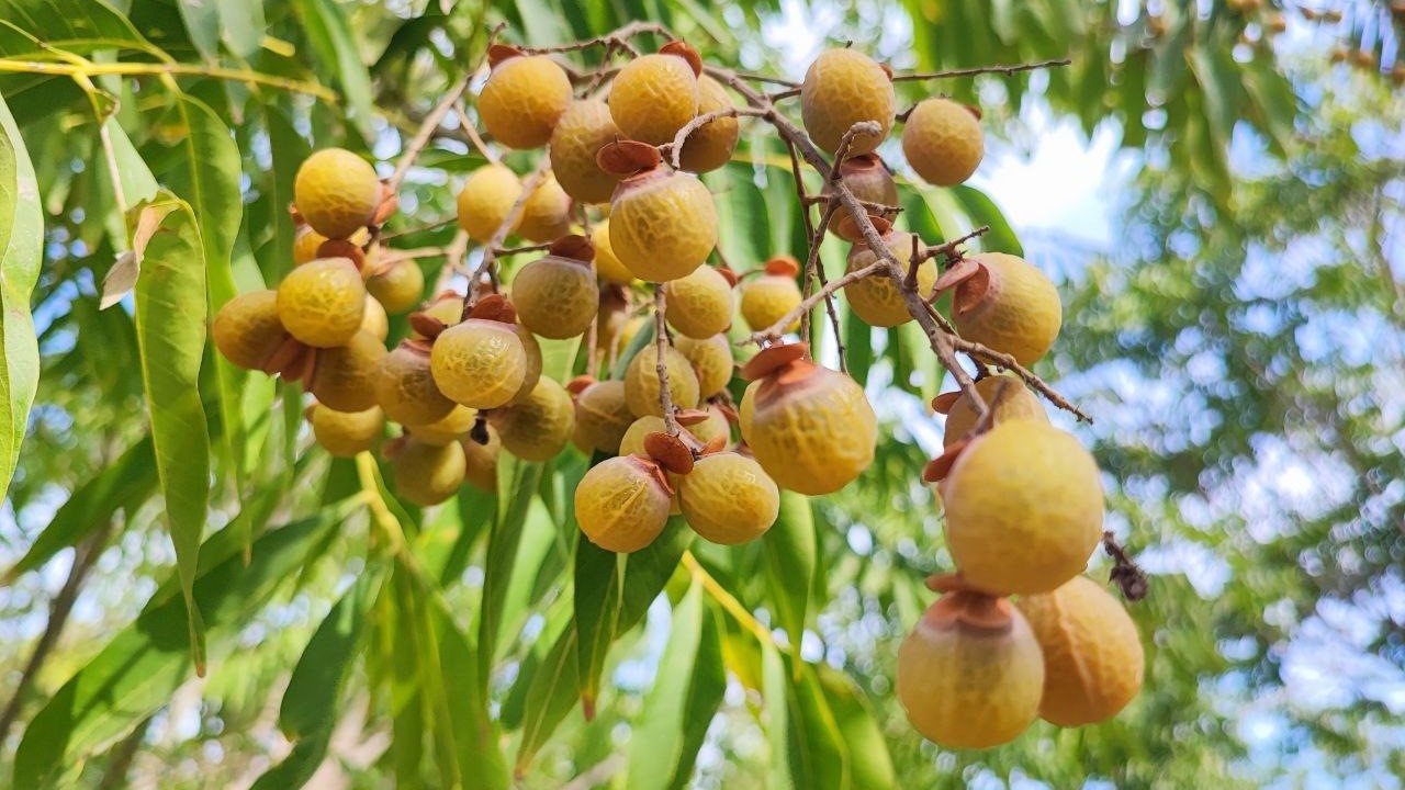 Bu ceviz yenmiyor, temizliyor, cildi güzelleştiriyor
