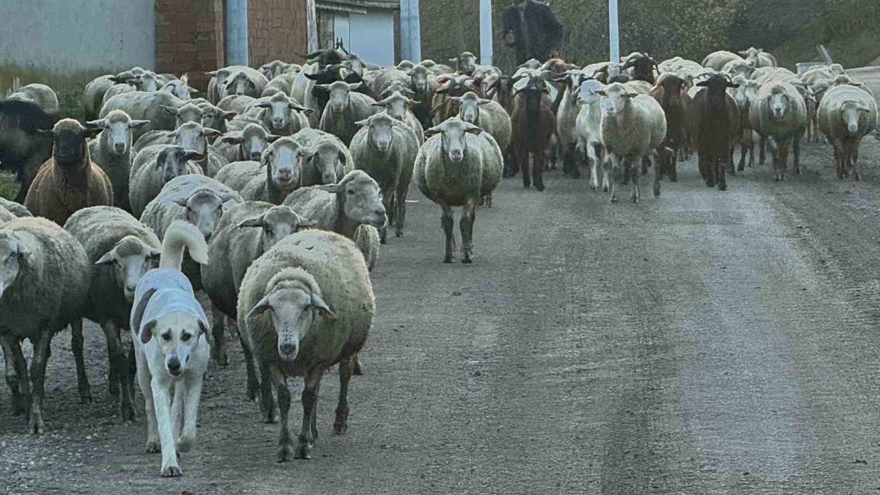 Aylık 50 bin liraya çoban bulamıyorlar
