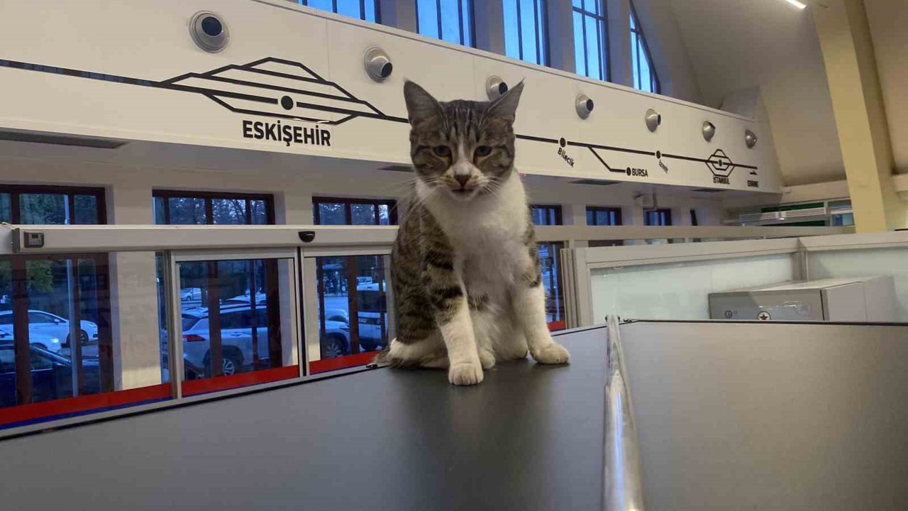 Eskişehir Tren İstasyonu’nun müdavim kedileri
