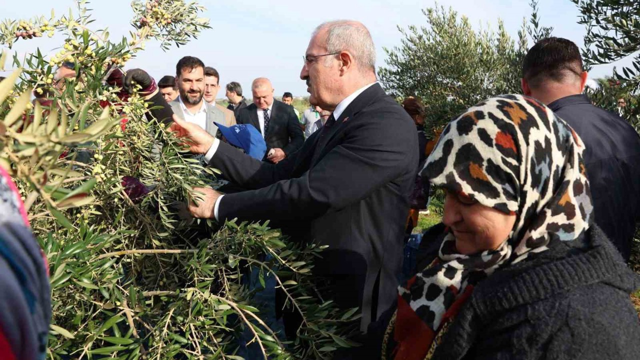 Çanakkale’de protokol ile zeytin hasadı

