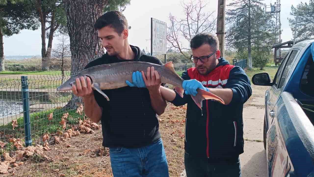 Balıkçının ağlarına takılan Mersin balığı koruma altına alındı
