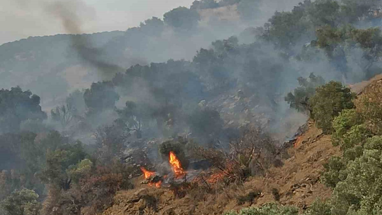 Bozdoğan’da orman yangını
