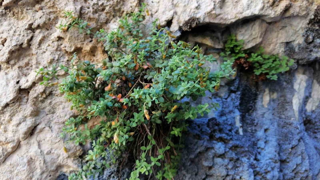 Malatya’ya özgü endemik bitki, sarı kantarondan daha etkili bulundu
