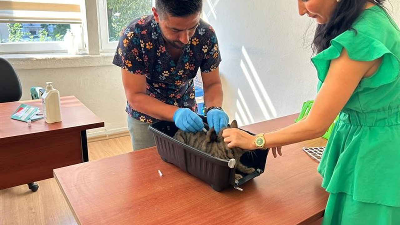 Kedi ve köpeklerin kimliklendirilmesi için son tarih 31 Aralık
