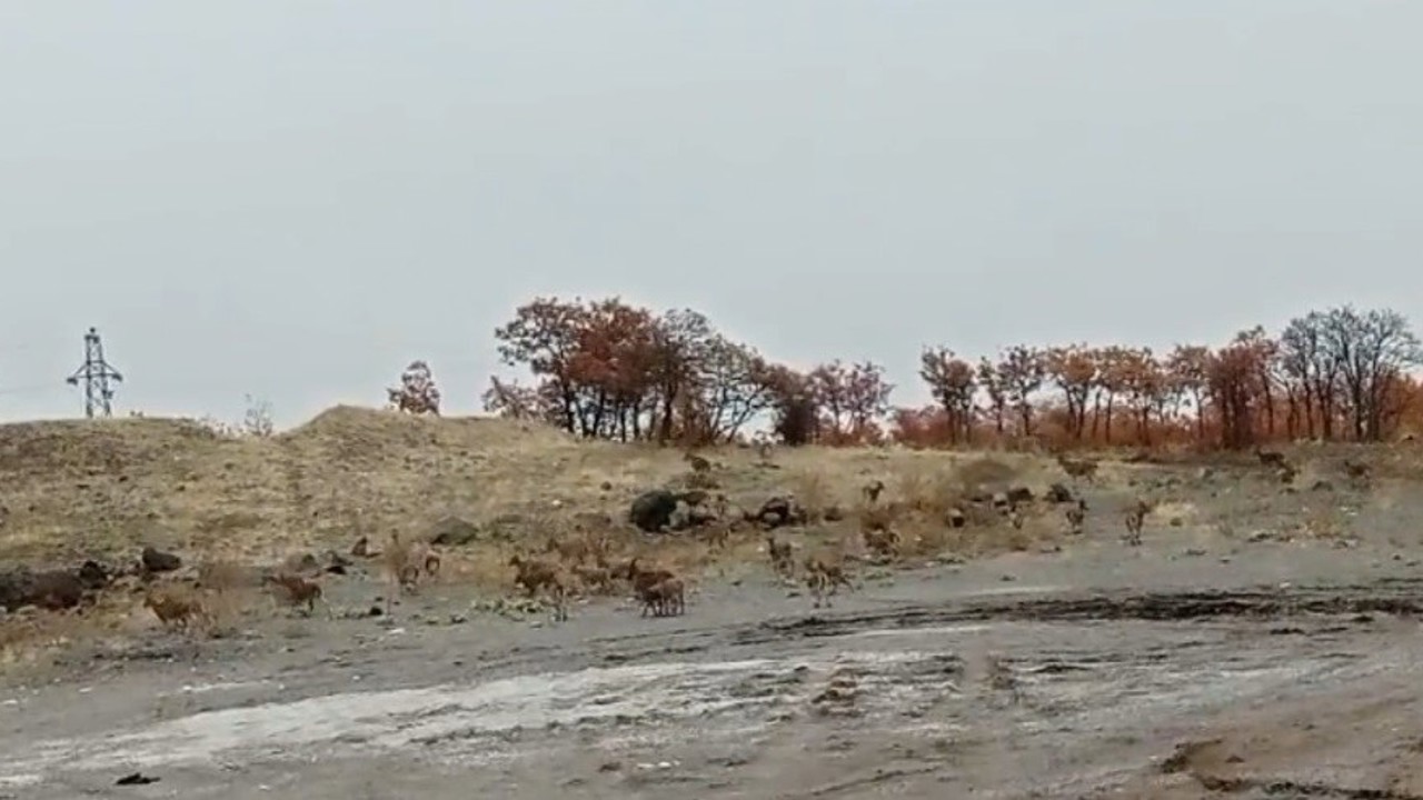 Tunceli’de dağ keçisi sürüsü görüntülendi
