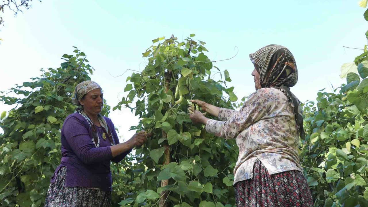Mersin’de atalık tohumlar gelecek nesillere aktarılıyor
