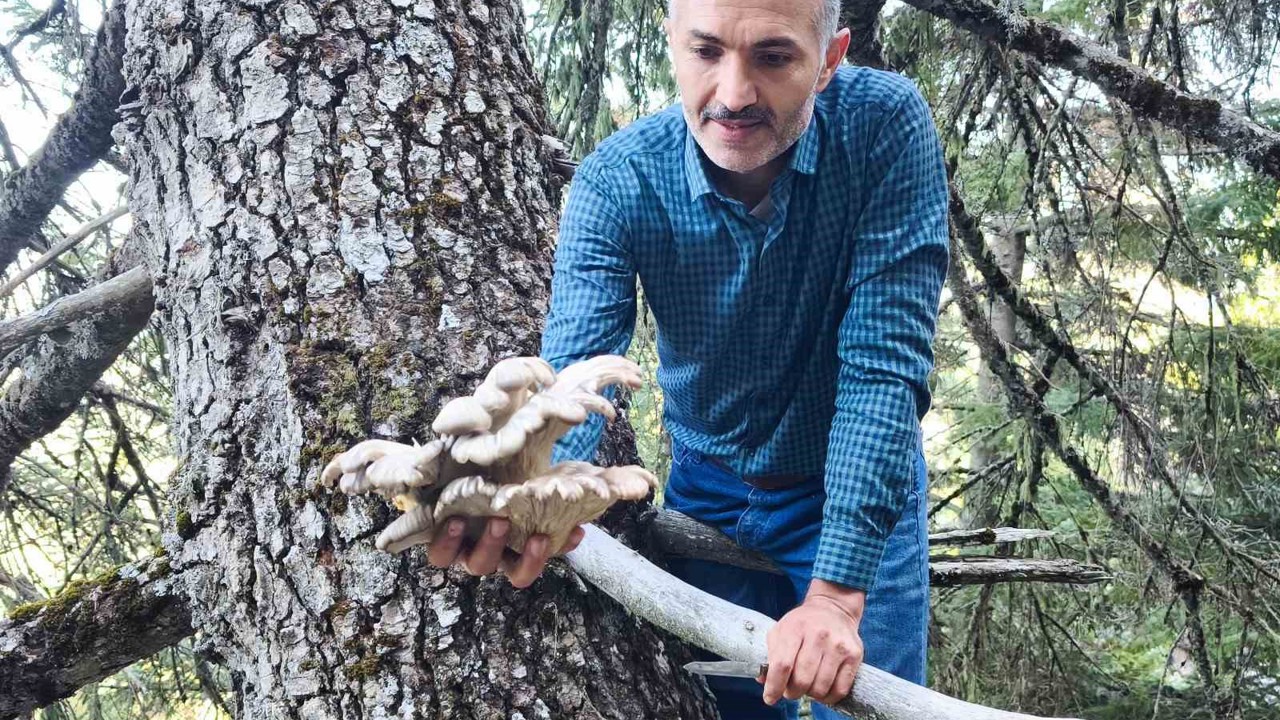 Mantar avcılarının ağaç tepelerinde tehlikeli avı
