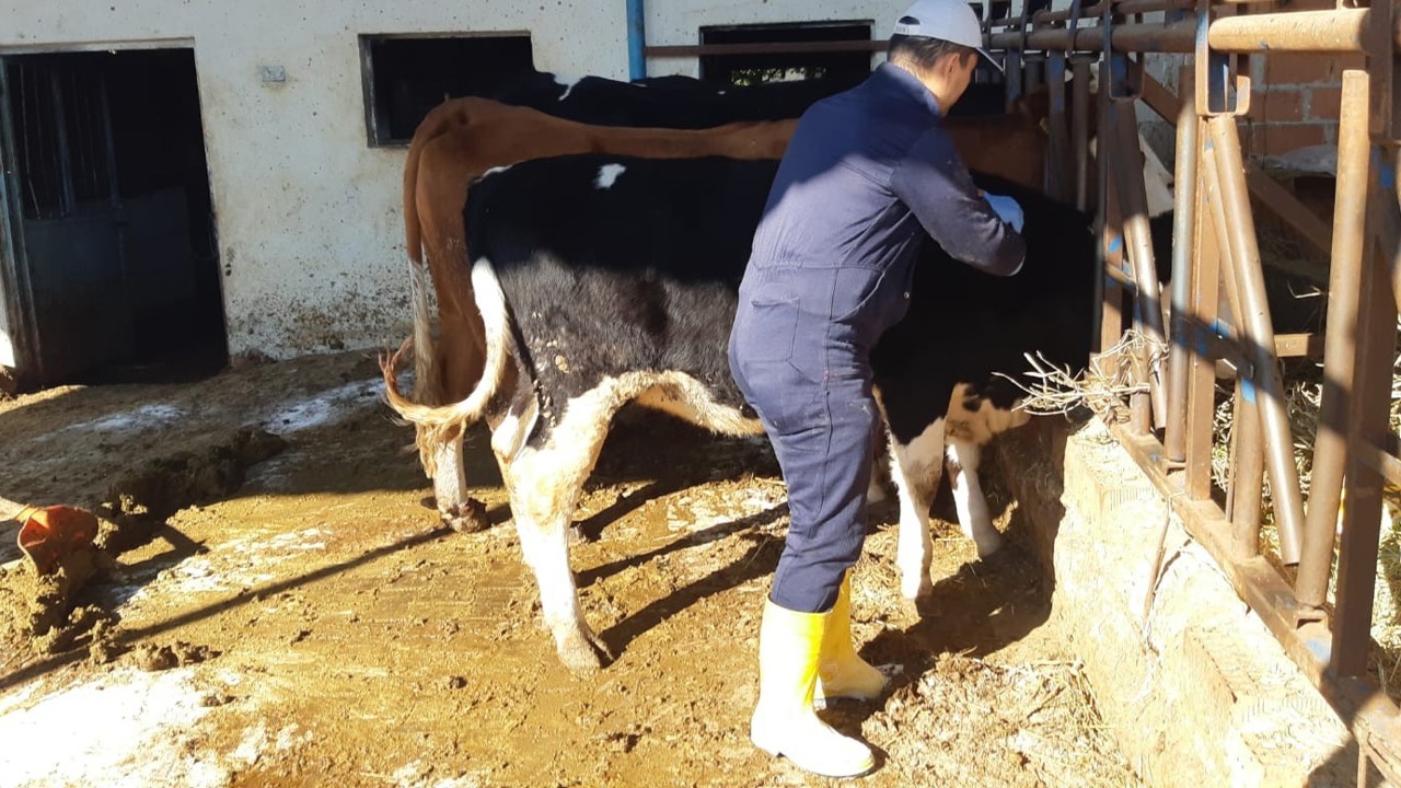 Aydın’da şap hastalığına karşı aşılama çalışmaları sürüyor
