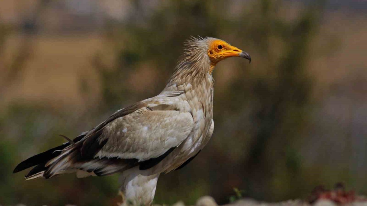 Dünyada sadece 3 yerde görülen doğa olayı: Akbabaların yiyecek döngüsü
