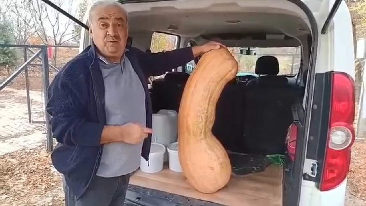 Elazığ’da 47 kilogramlık 113 santimetre kabak görenleri şaşırttı
