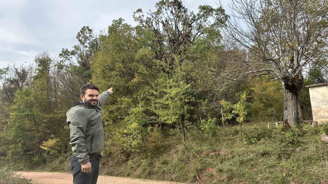 Tırmandıkları ağaçta meşe palamudu yiyen ayılar kamerada
