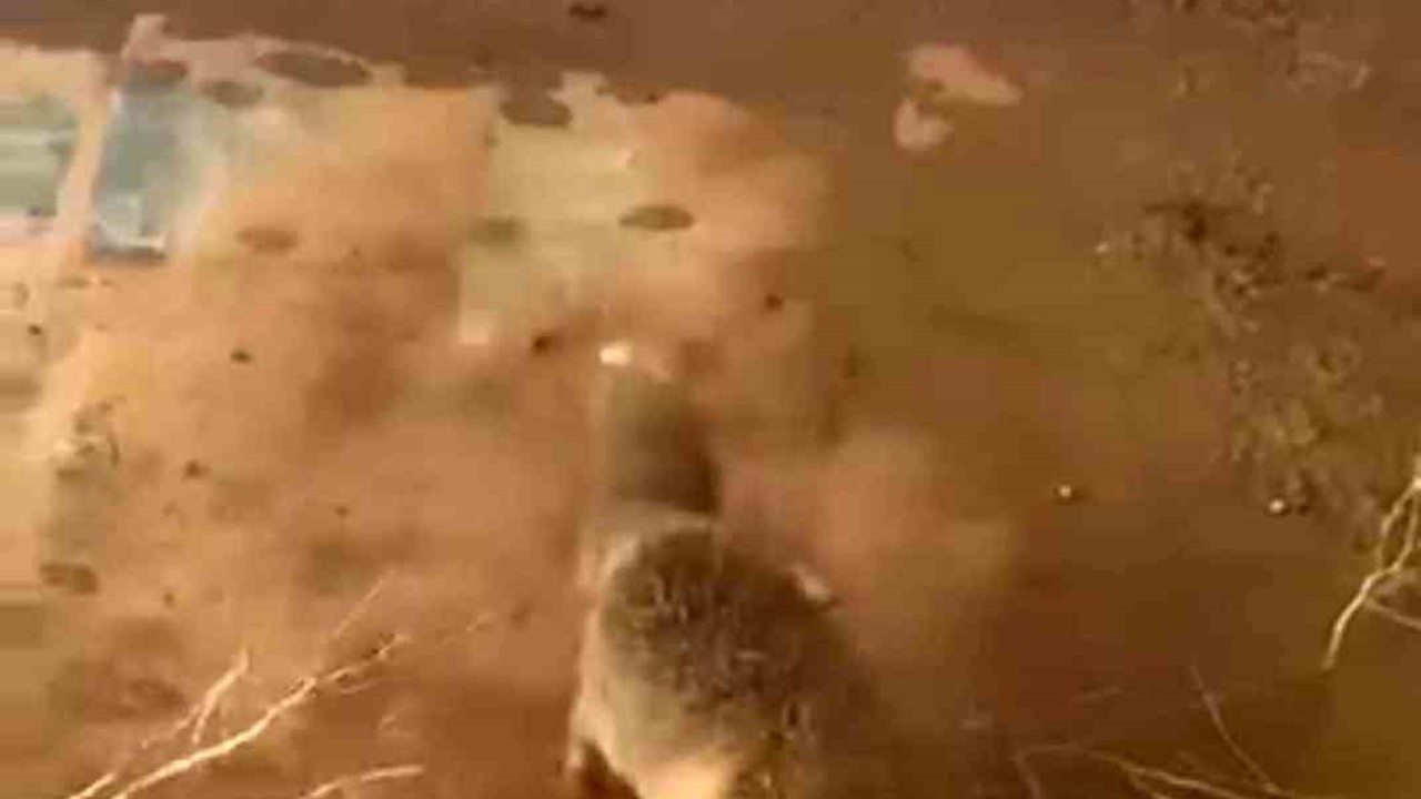 Batman’da bidona kafası sıkışan tilki kurtarıldı
