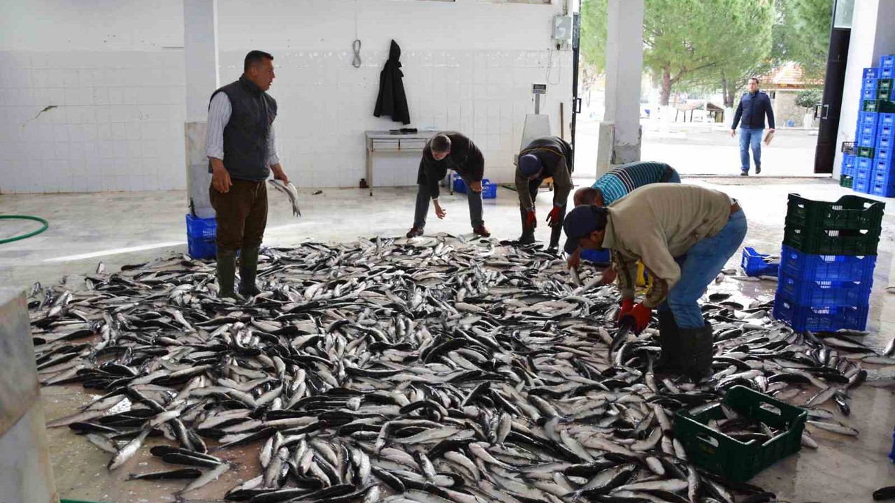 Muğla’dan 10 ayda 618 milyon dolar balık ihracatı
