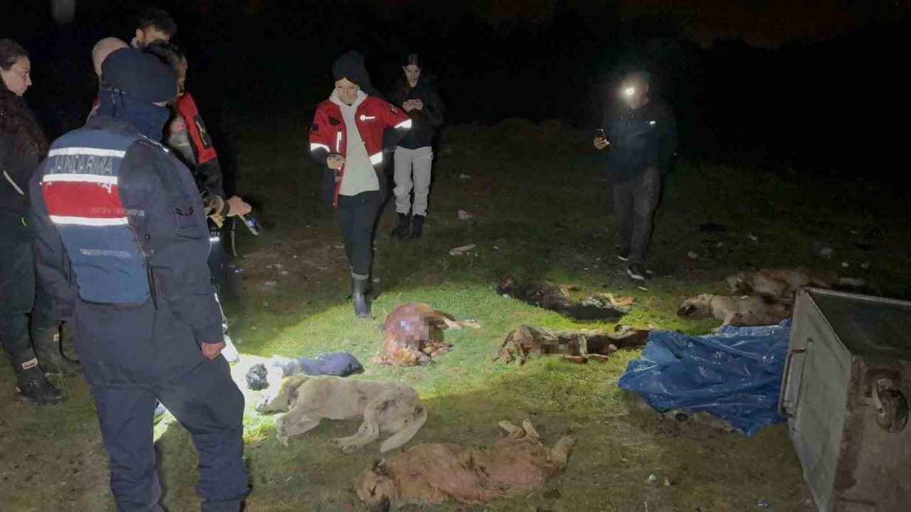 Samsun’da çöp konteynerinde 9 telef olmuş köpek bulundu
