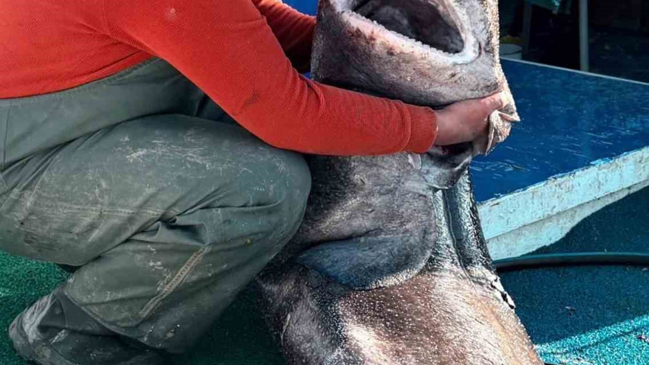 Yalova açıklarında 4 metre uzunluğunda köpek balığı ağa takıldı
