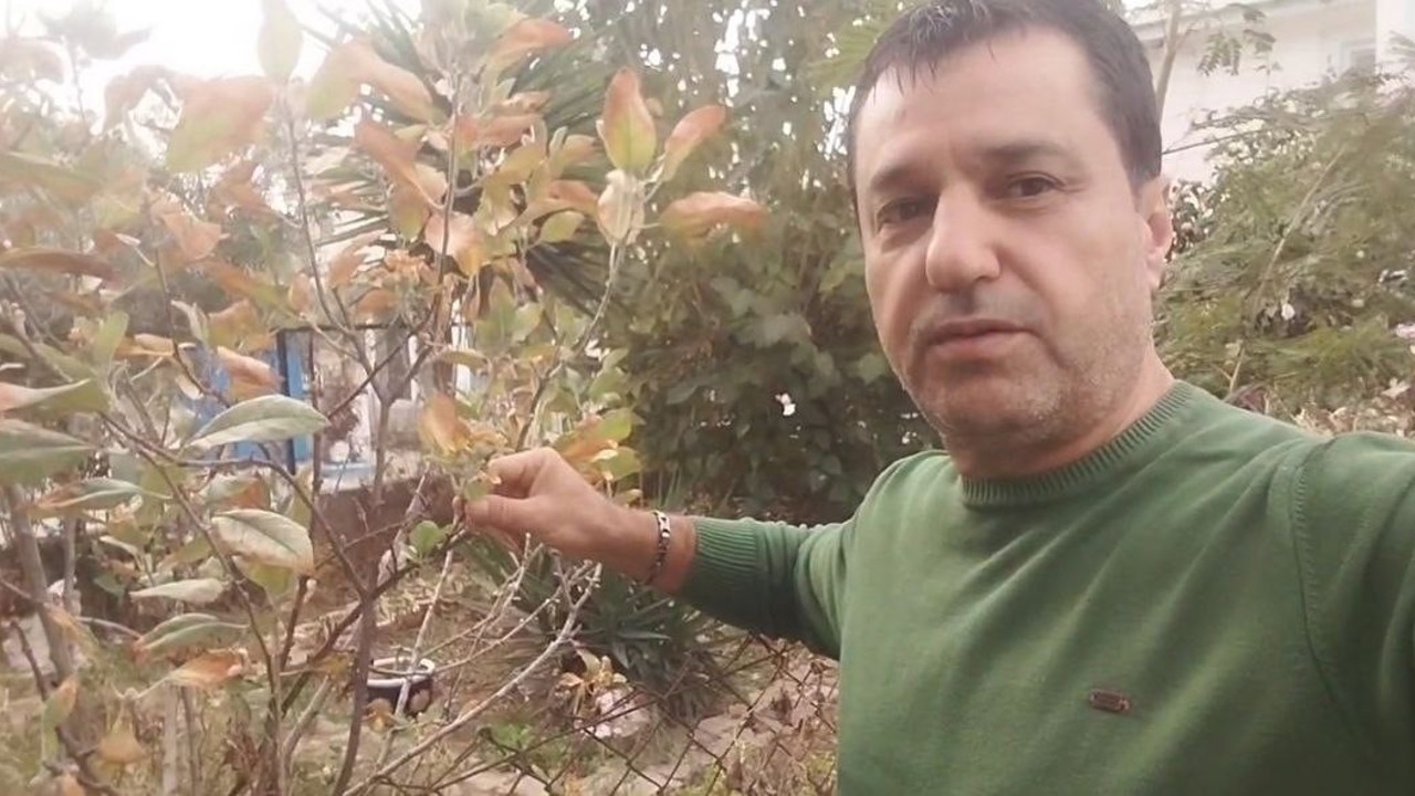 Kasım ayında elma ağacı çiçek açıp meyve verdi
