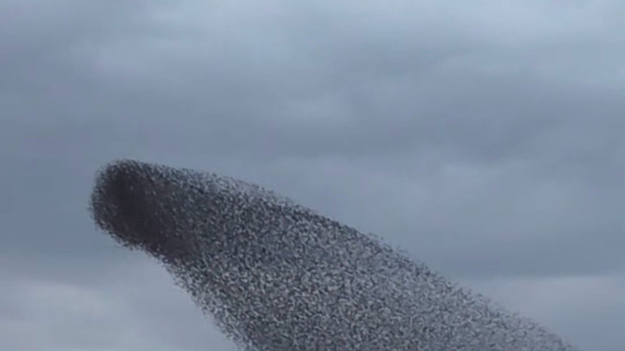 Ankara’da sığırcık kuşlarının dansı mest etti
