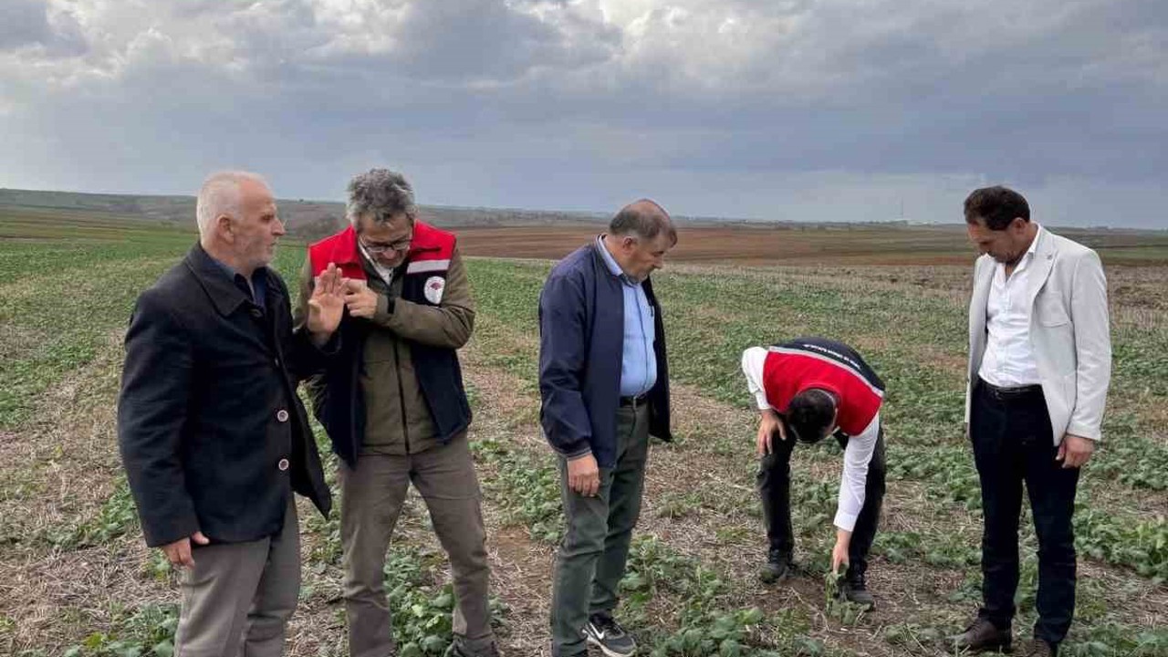 Tekirdağ’da anıza kanola ekimi
