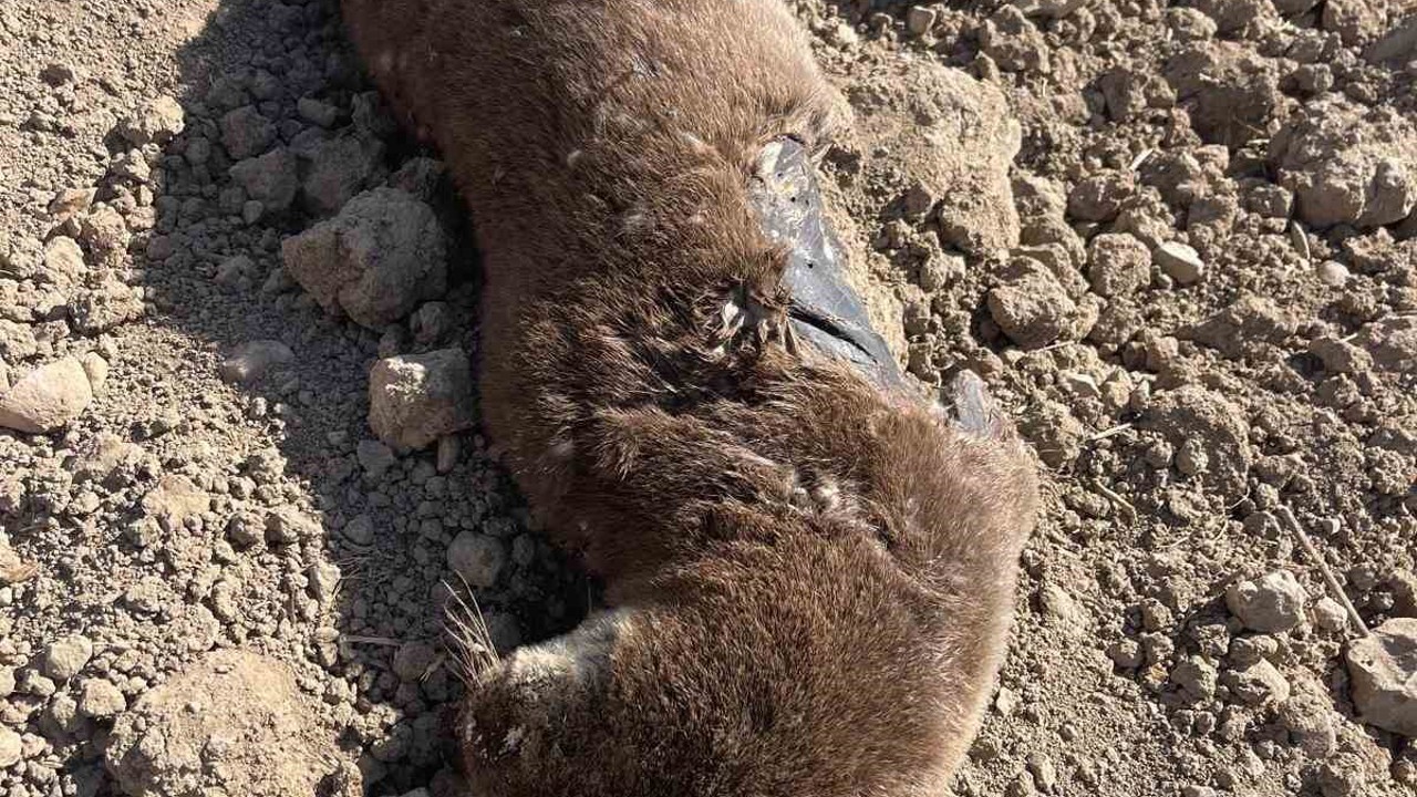 Batman’da koruma altındaki su samuru telef olmuş halde bulundu
