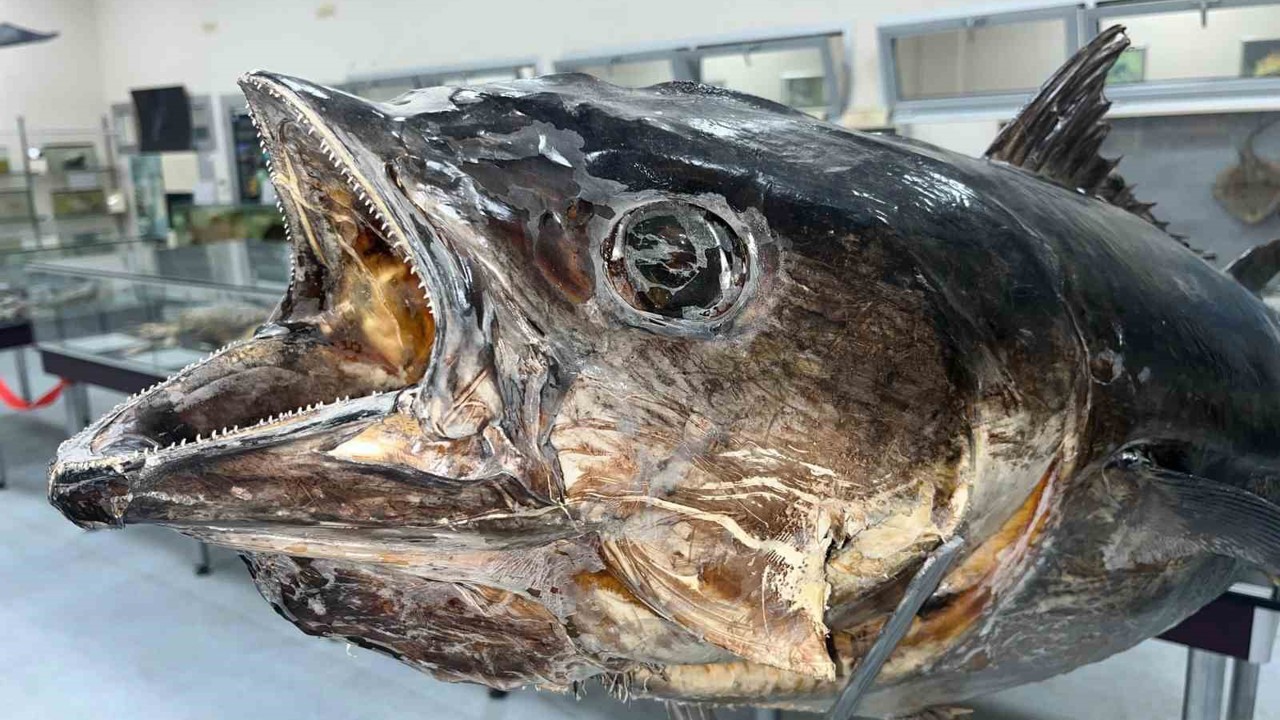 Balık sevdası ‘Deniz Canlıları Koleksiyon Merkezi’nde hayat buldu
