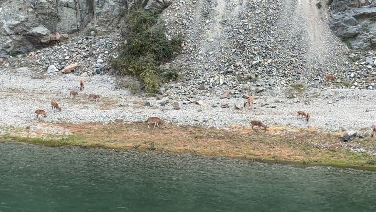 Artvin’de dağ keçileri sürüsü ilk kez bu kadar kalabalık görüntülendi
