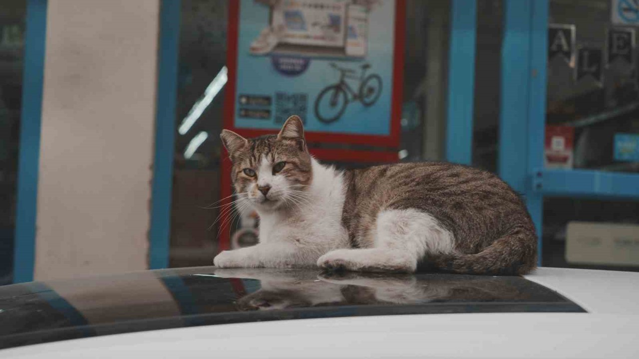 Sokak kedilerinin market mesaisi
