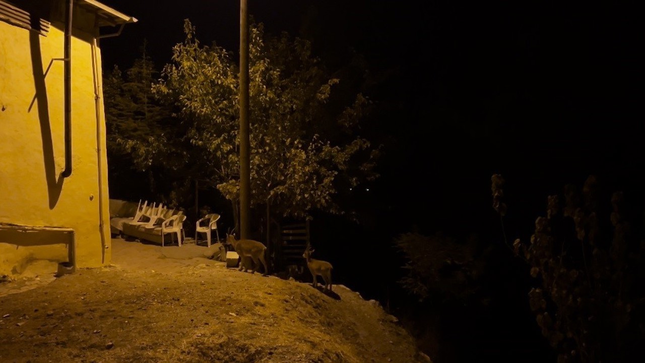 Dağ keçileri evlerin arasında yiyecek ararken görüntülendi
