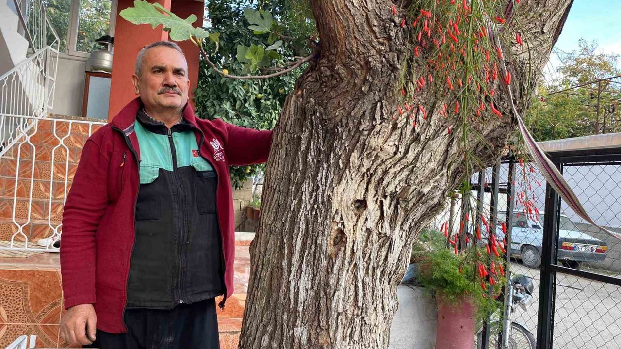 Osmaniye’de dut gövdesinden incir çıktı: Dut ağacının gövdesinde yetişip meyve veren incir ağacı şaşırttı
