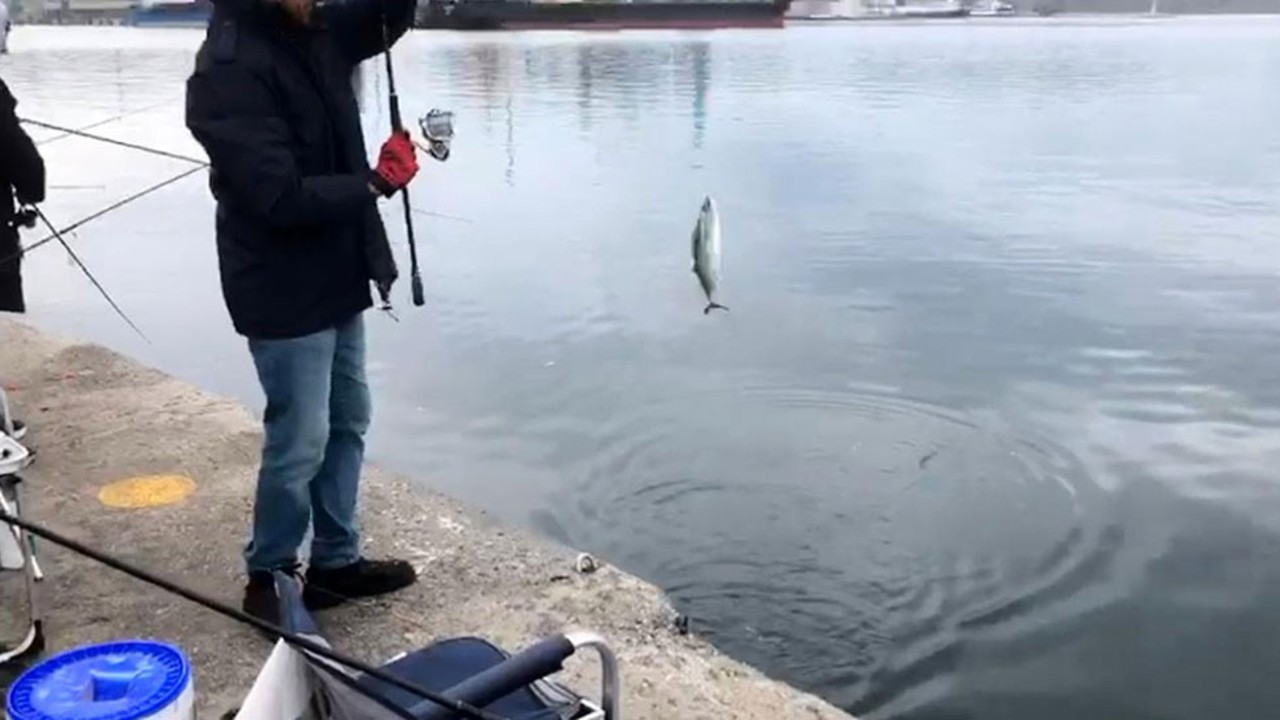 İskelede palamut bereketi
