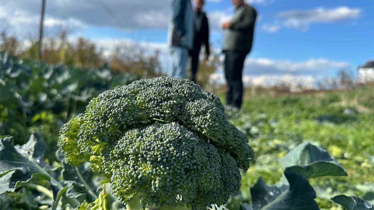 Fiyatı tarlada 10 liraya inen brokoli pazarda 70 liraya satılıyor
