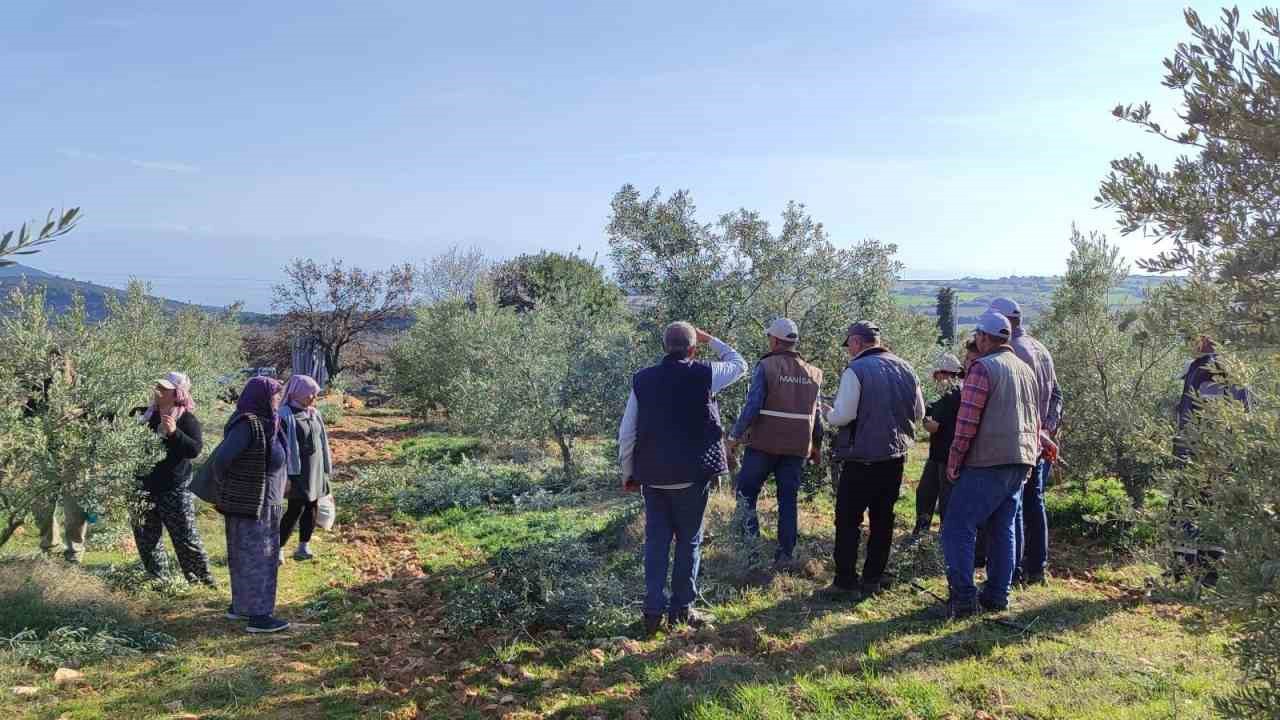 Salihli’de ücretsiz zeytin budama kursu başlıyor
