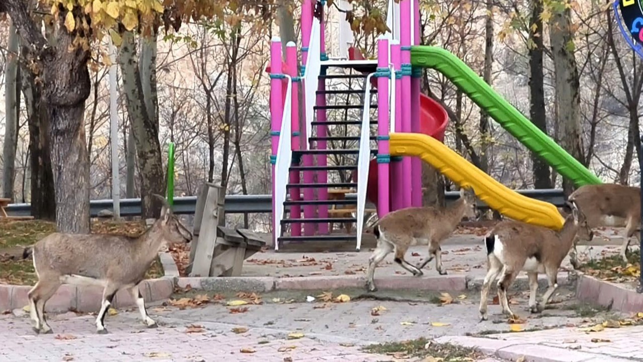 Çocuklar okula gidince, çocuk parkı yaban keçilerine kaldı
