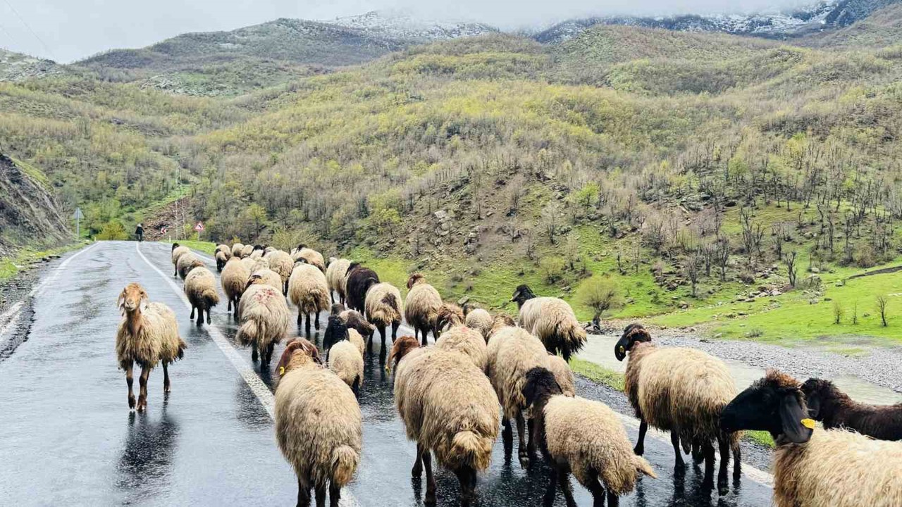 Şırnak’ta 1 milyonun üzerinde küçükbaş, yaylalardan ovalara iniyor
