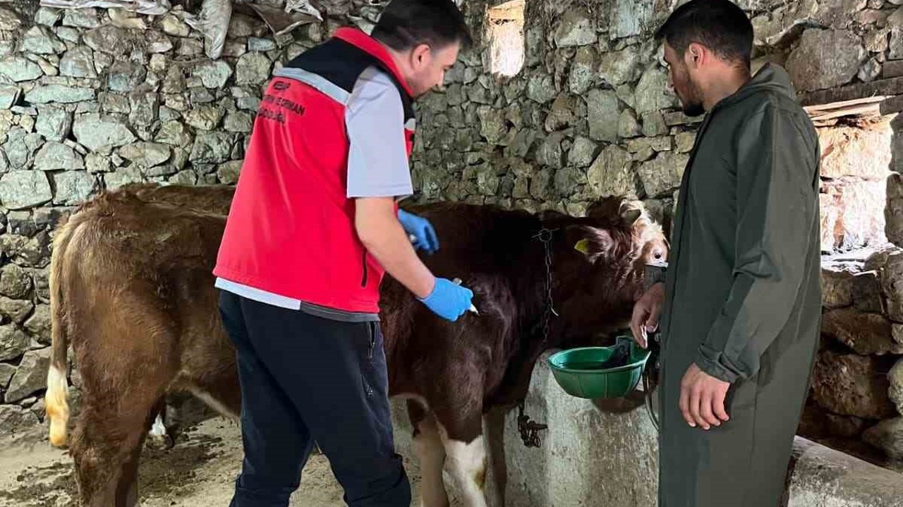 Giresun’da 450 binden fazla hayvan aşılandı
