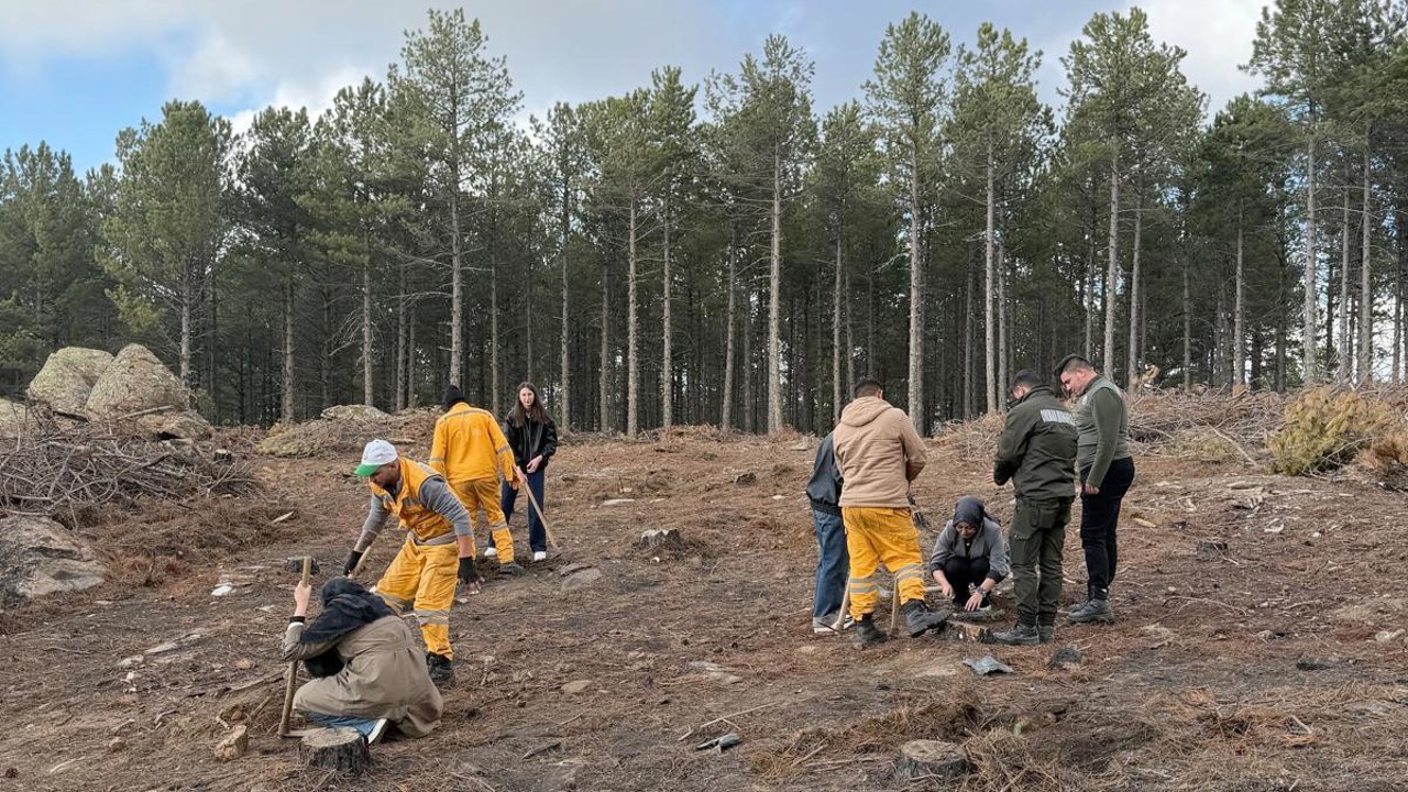 Kırşehir’den gelen üniversite öğrencileri Çine’de fidan dikti
