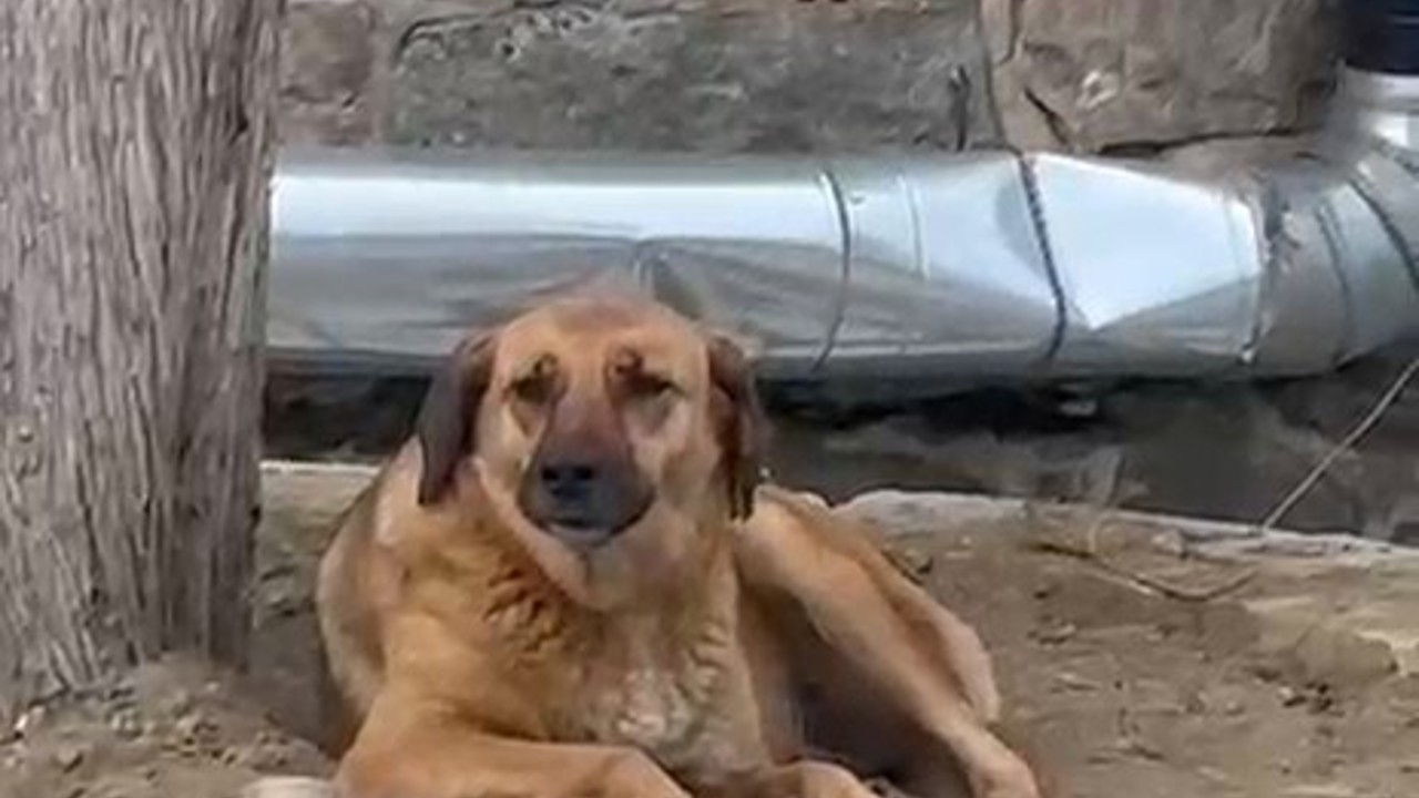 Bursa’da ezana uluyan sokak köpeği dikkat çekti
