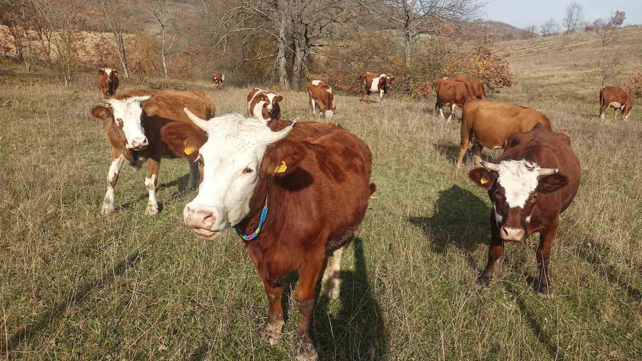 Samsun’da 2026 Şap Aşılama Programı başladı
