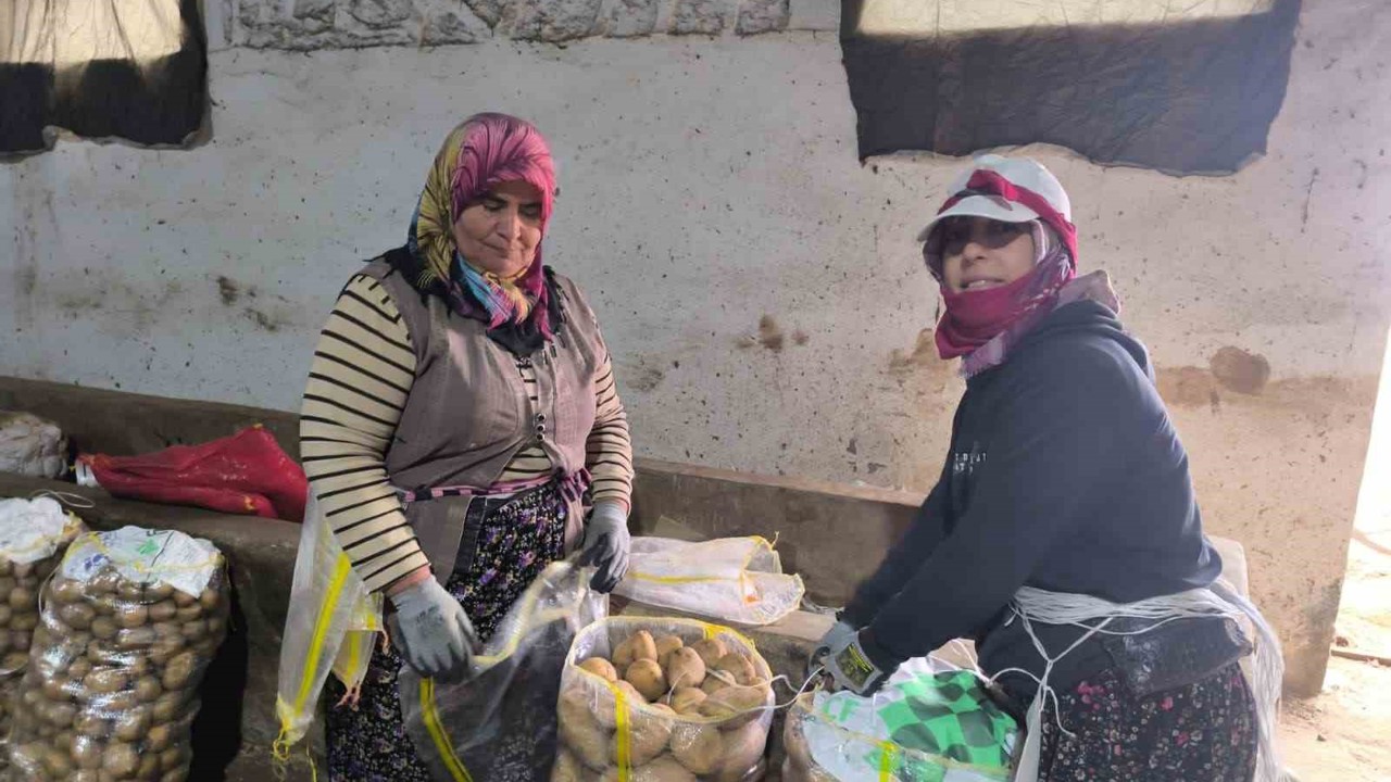 Hasadı biten patateste depolama süreci başladı
