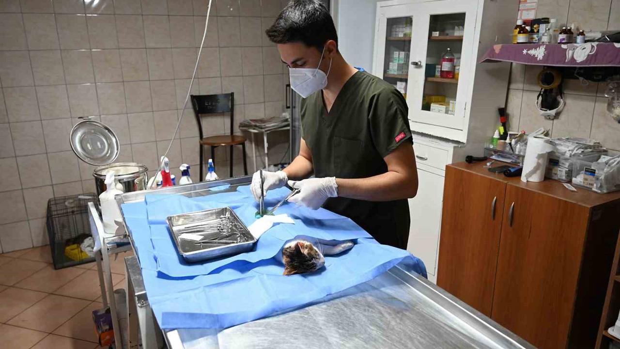 Kemer’de 227 sokak hayvanı kısırlaştırıldı
