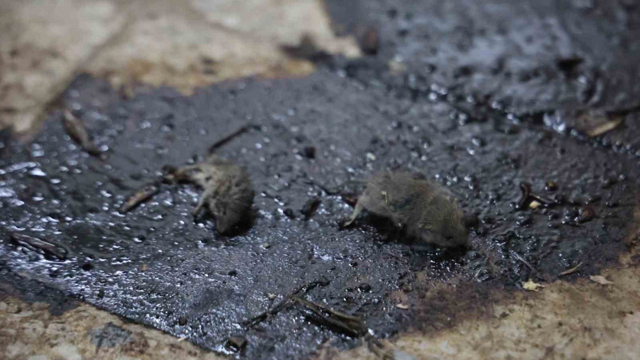 Kilis’te mide bulandıran hijyen skandalı: Merdiven altı üretimde fareler bulundu
