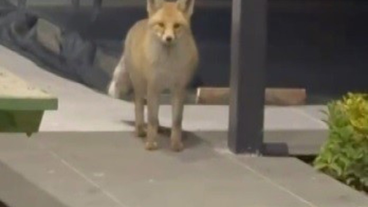 Tilki evin bahçesine girip kedi mamalarını yedi
