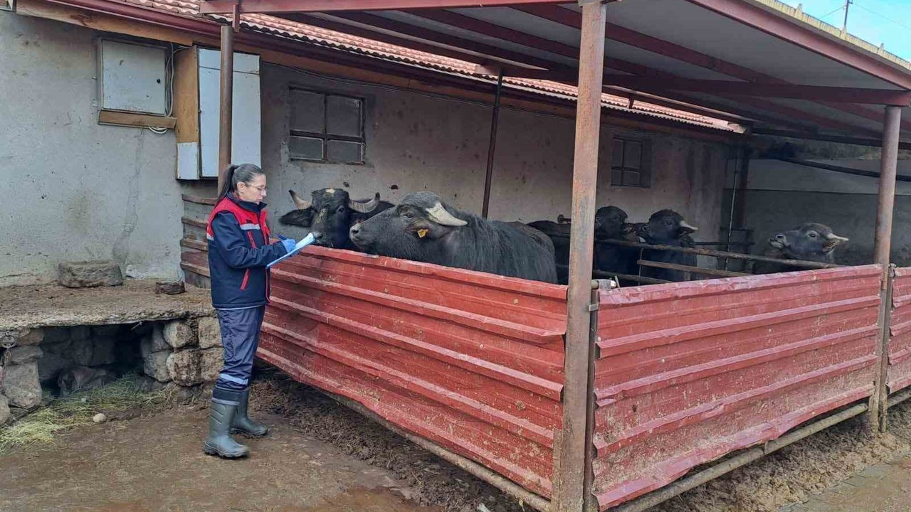 ’Halk Elinde Anadolu Mandasının Islahı Projesi’ devam ediyor
