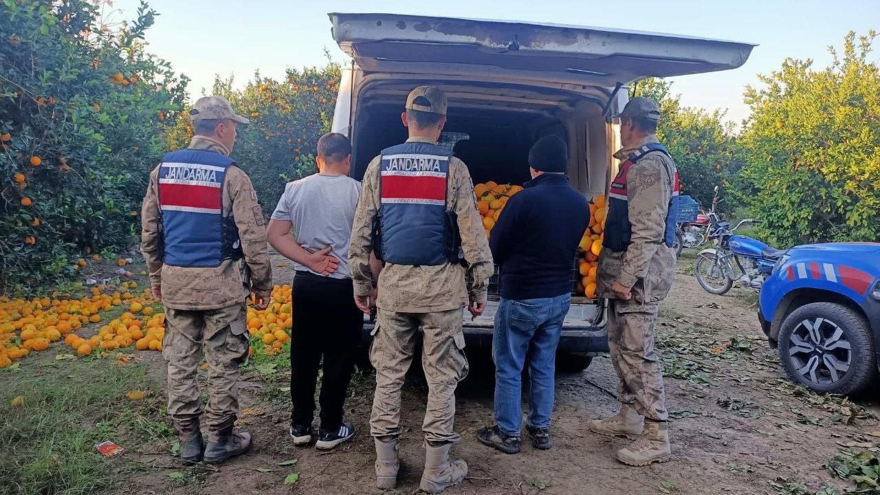 Portakal hırsızları suçüstü yakalandı
