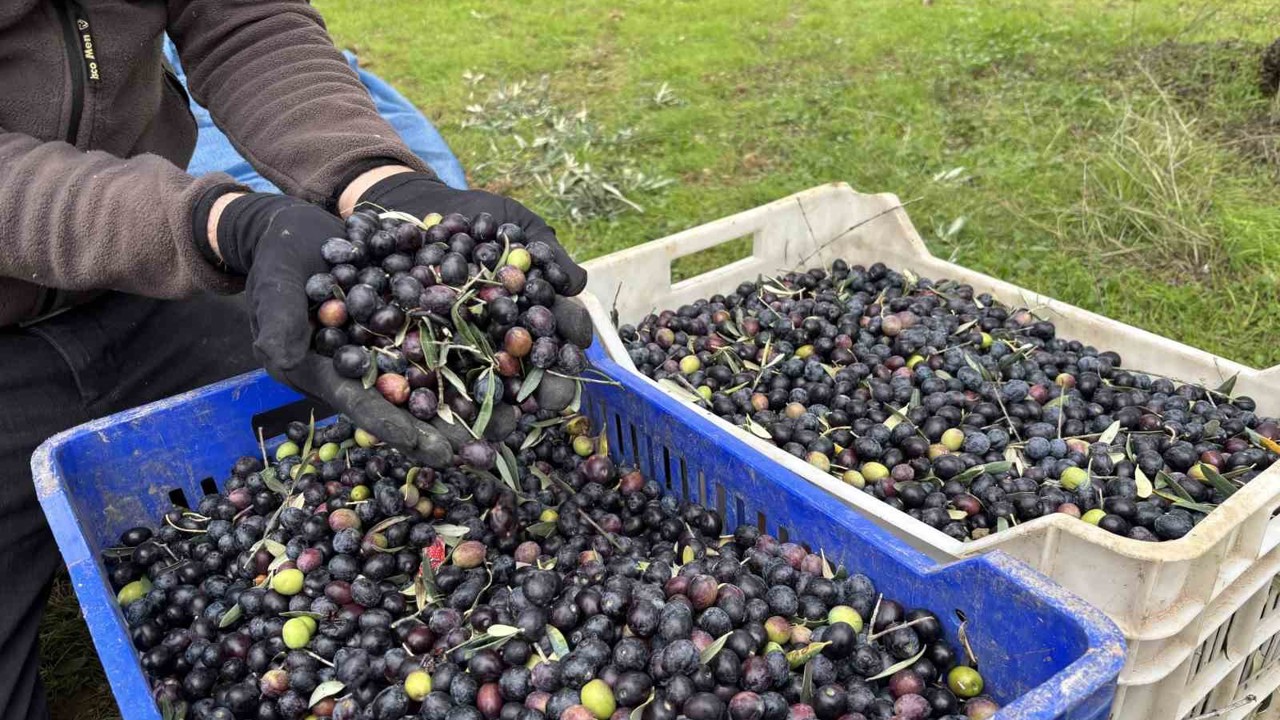 Orta Sakarya Vadisi’ndeki mikroklima etkisine sahip Osmaneli’nde zeytinler hasat sona erdi
