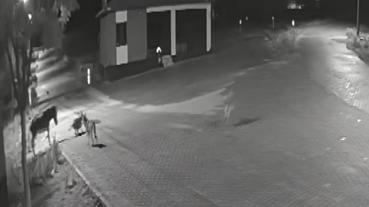 Aç kalan kurtlar mahalleye inerek eşeğe saldırdı
