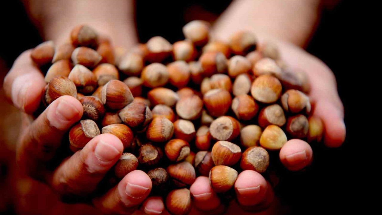 Düzce’de fındık ihracı geçen yılın gerisinde kaldı
