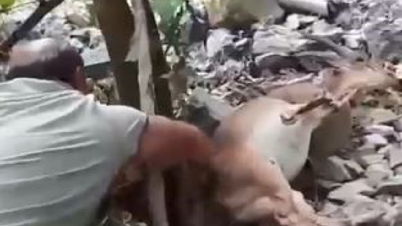 Bahçede uyuyakalan yaban keçisini "Kalk kızım" diyerek uyandırdı
