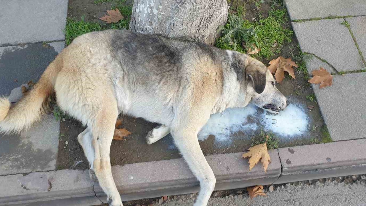 Amasya’da şehrin göbeğinde köpek ve kediler ölü bulundu
